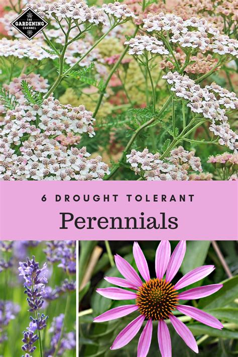 Marigolds are reliable florida annuals that bloom mainly in a range of yellows and oranges. 6 Drought Tolerant Perennials | Drought tolerant ...