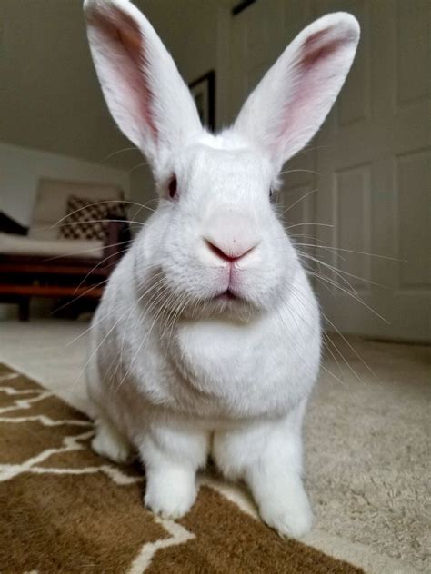 Pin By Trowcliff On Bunny ️love Florida White Rabbit Small Pets