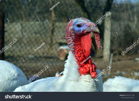 Male White Turkey Bird Yard Stock Photo 1957511140 Shutterstock