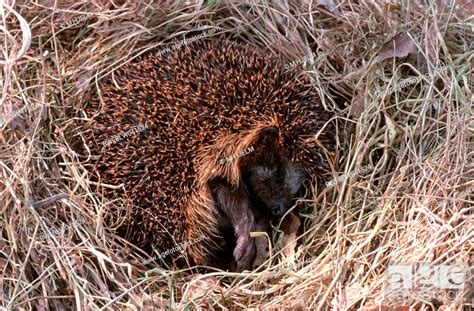 Hedgehogs And Gymnures Erinaceidae Sleeping In Nest Germany Stock
