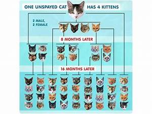 How Fast A Cat Can Reproduce Please Look At This Chart Land O