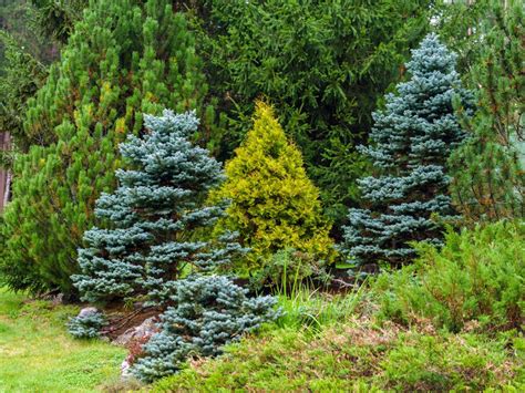 Growing A Conifer Garden Tips For Landscaping With Conifers