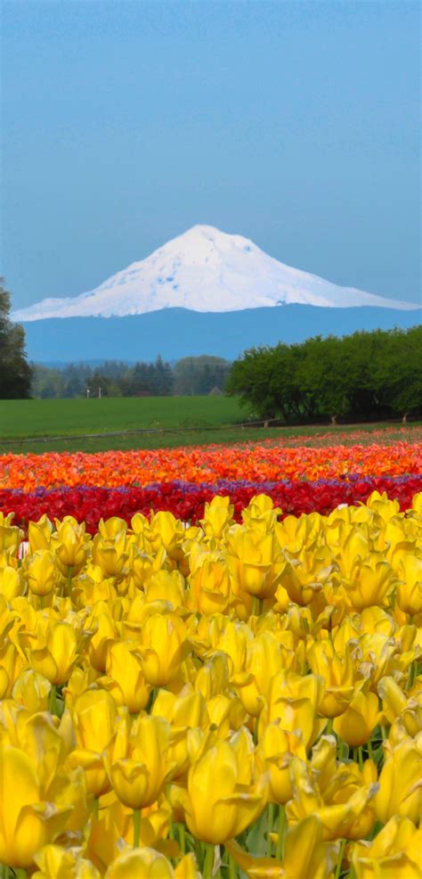 Each Spring The Wooden Shoe Tulip Festival In Oregons Mt Hood