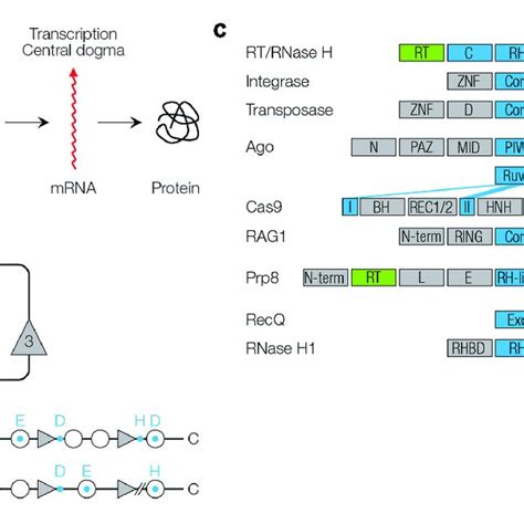 Function And Structure Of Rnase H Like Proteins A Reverse Download Scientific Diagram