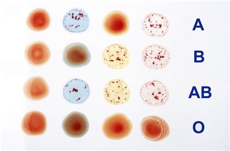 American Red Cross Introduces Blood Typing To Human Anatomy And