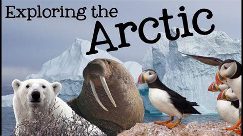 Exploring the Arctic for Kids: Arctic Animals and Climates for Children