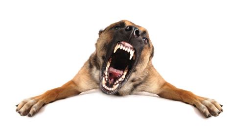 Aggressive Dog Training Los Angeles Dog Aggression Behavior Expert