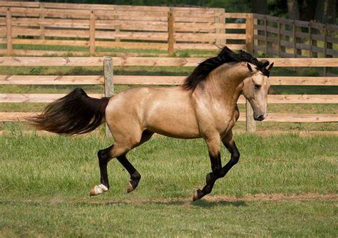 buckskin horse facts  pictures horsebreedspicturescom