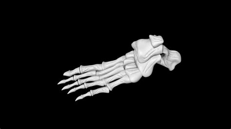 Skeletal Foot 3d Model Turbosquid 1891144