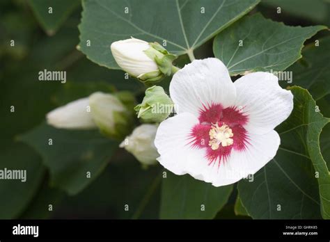 Hibiscus Garden Uk Hi Res Stock Photography And Images Alamy