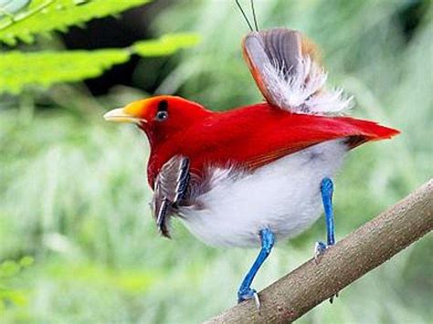 Bird Of Paradise Wallpapers - Wallpaper Cave