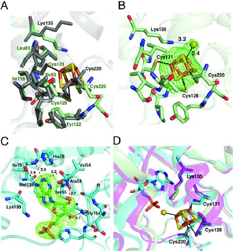 Examples of ligand in a sentence. The Fe-S cluster and AMP ligands occupy close positions ...