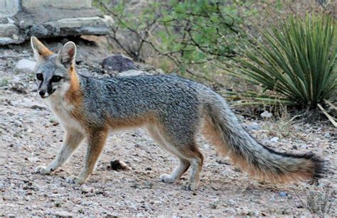 Gray Fox Nature Canada