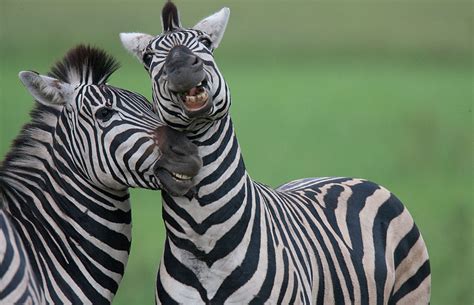 Botswana Wet Season Photos Award Winning Images And Pictures