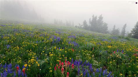Hill Flowers Trees Lupine Meadow Fog Viewes Beautiful Views