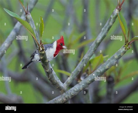 Detail Of A Crested Cardinal On The West Coast Of Maui Stock Photo Alamy