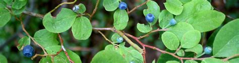 Q What Can You Tell Me About The Common Garden Huckleberry Ufifas