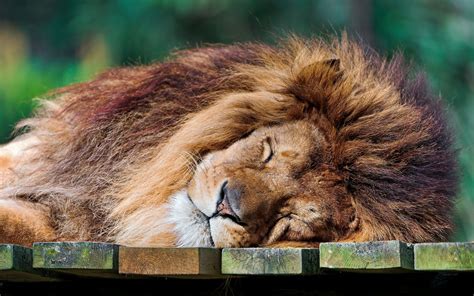 Sleeping Lion Animals Lion Images