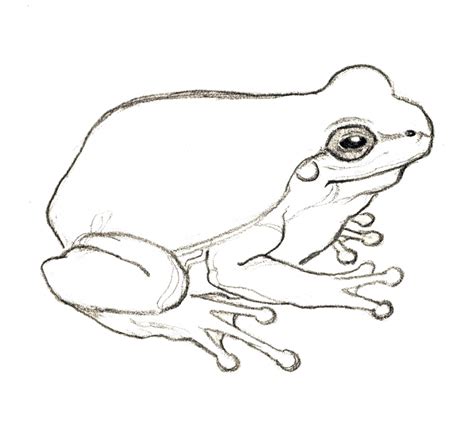 Easy Frog Drawing At Getdrawings Free Download