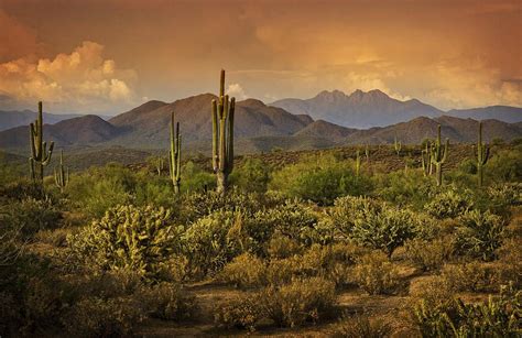 The Beauty Of The Sonoran Desert By Saija Lehtonen Sonoran Desert