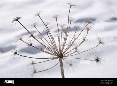Dry Flower Inthe Snow Stock Photo Alamy