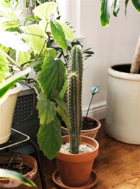Maybe you would like to learn more about one of these? Six Plants To Have In Your Bedroom To Help You Sleep ...