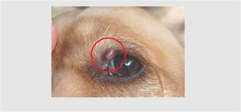 Bump On Dogs Eyelid Types Causes And Treatments Dogs Cats Pets