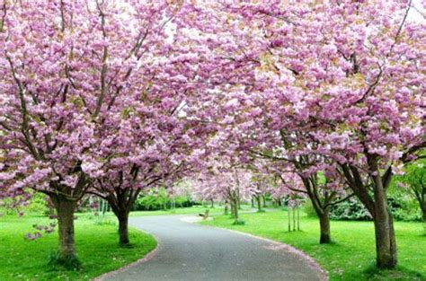 Oltre a scegliere accuratamente quale tipo di pianta andare a i fiori sono particolarmente delicati e possono assumere una colorazione bianca oppure rosa; Ciliegi | Alberi in fiore, Fioritura, Ciliegie