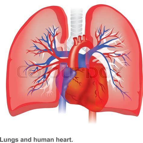 Lungs And Human Heart Illustration Stock Vector Colourbox