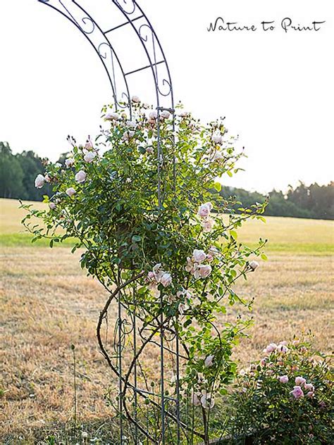 Tectake rosenbogen torbogen rankhilfe spalier tor rosen bogen metall. Rose New Dawn im Nebel | Mein Blumenbild des Tages | Mein ...