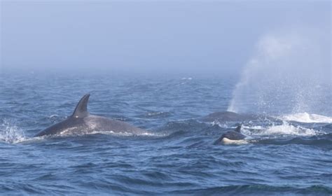 Ocean Brawlers Whale Watchers Get Rare View Of Orcas And Humpbacks