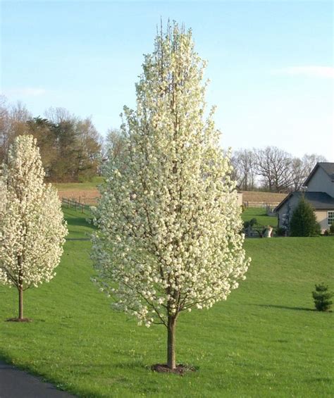 Corki Skill Cleveland Flowering Pear Tree For Sale Filecleveland