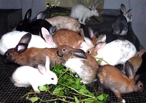 Rabbit meat is healthy because it is rich in protein and low in fat. Rabbit Farming Info and Project Guide | Agri Farming