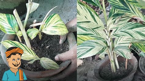 How to indoor ginger flower care red ginger is quite popular as an ornamental and cut flower, both for the. Propagation and Repotting of Shell Ginger(Hindi) | Shell ...