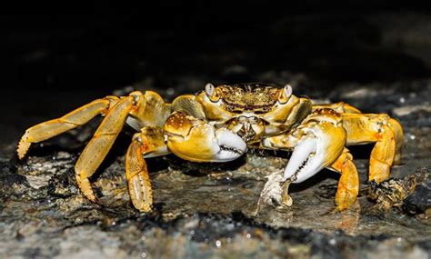 There are some crabs that can be scavengers and eat dead animals. What Do Crabs Really Eat? | Science Trends