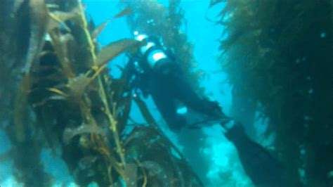 Catalina Kelp Forest Youtube