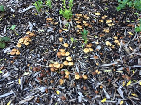 Official San Francisco Bay Area Actives Fall 2016 Spring 2017 Mushroom Hunting And