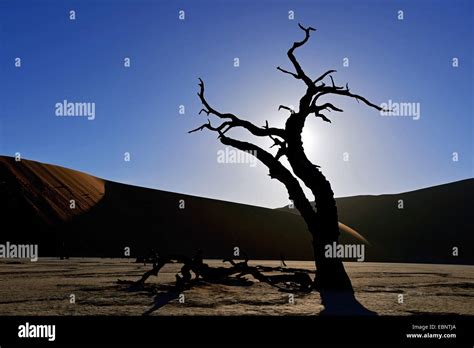 The Dead Trees Valley In Desert Of Sossusvlei Namibia Namib Naukluft