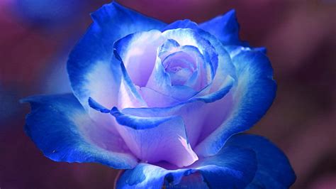 Blue Rose Wallpaper Hd