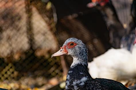 Ducks Of Different Breeds In Domestic Agriculture Poultry For Meat