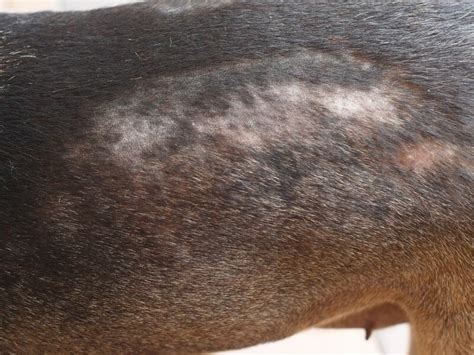 How Do U Treat Dry Skin On Dogs