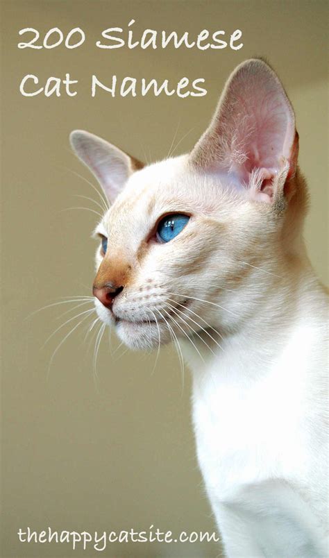 Here are just a few more places to look 200 Best Siamese Cat Names For Your Kitten