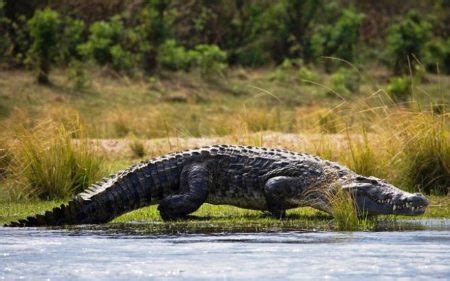 Pastor Eaten By Crocodiles While Trying To Walk On Water Like Jesus Face Of Malawi