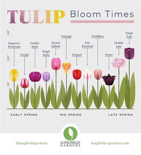 Planning Guide For Tulips Planting Tulips Types Of Tulips Longfield