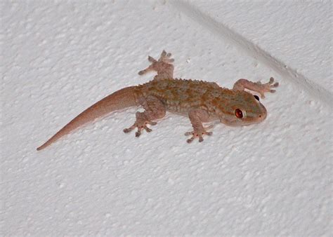 13 Lizards Found In North Carolina With Pictures Pet Keen