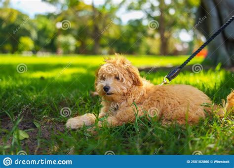 Closeup Of A Moodle Dog Lying On The Grass At A Park Stock Photo