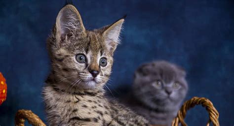 We did not find results for: Are Savannah Cats Hypoallergenic? The Search For A Non ...