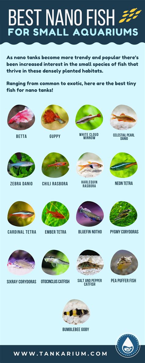 21 Freshwater Nano Fish Different Types And Species Care Guide
