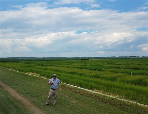 Mississippi Rice Field Day Report Usa Rice Federation