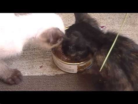 Cute selfish kitten doesn't want to share the food - YouTube